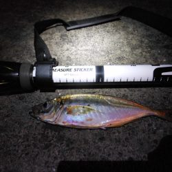 エギングをやめてメバル釣りに