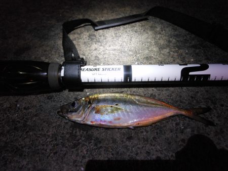 エギングをやめてメバル釣りに