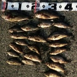 良型混じりの数釣り