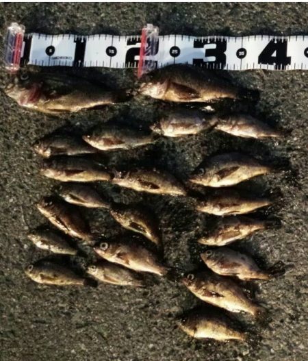 良型混じりの数釣り