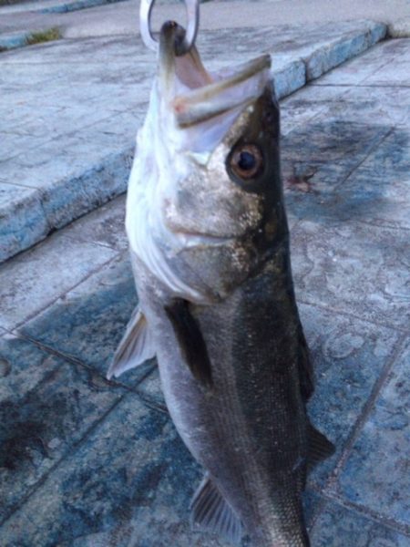 超荒食いのファイター