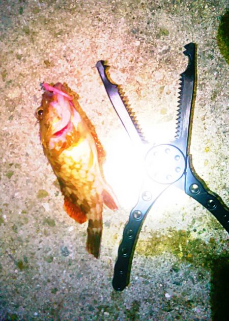 ガシリング･大漁