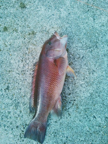 フカセ･前打ち