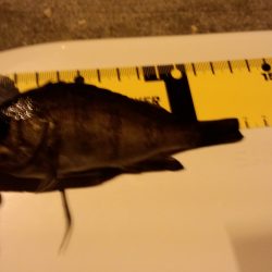 ﾀｲﾐﾝｸﾞ　悪い(>_<)