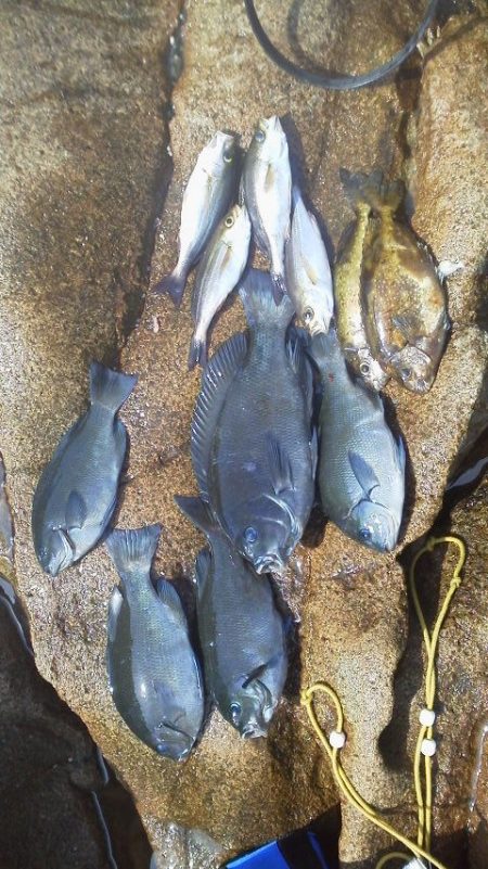 グレ5匹・・・・・イサキ4匹・・・・アイコ…