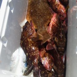 ヒラメ32cm・・ガシラ・22cm～16cm・・・