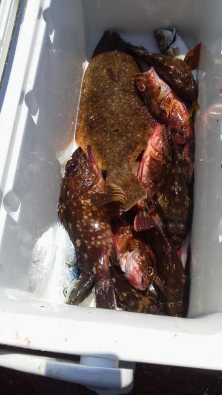 ヒラメ32cm・・ガシラ・22cm～16c…