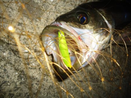 激渋バチパターン