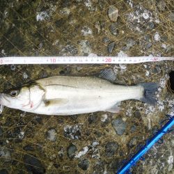 デイ・シーバス