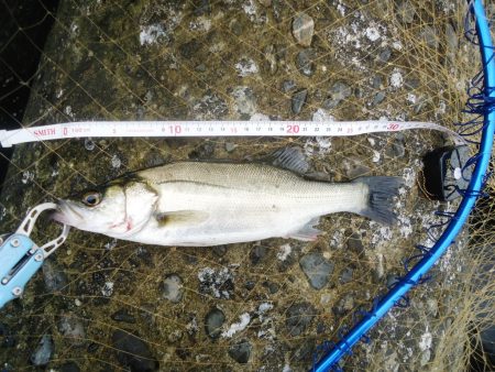 デイ・シーバス