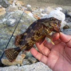 デイガシリング