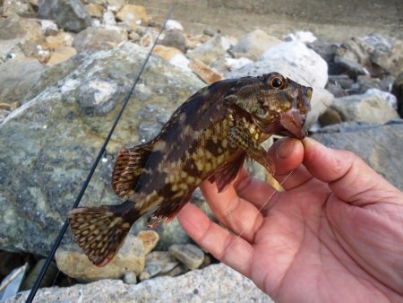 デイガシリング