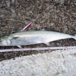 メタルジグ＆トップウォータープラグでゲット！！