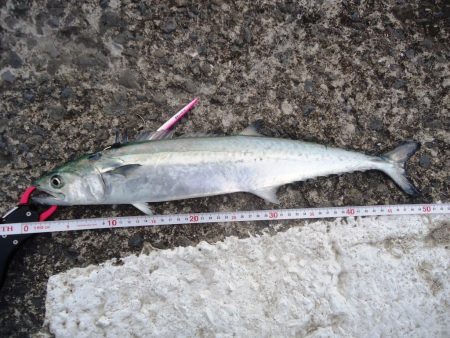 メタルジグ＆トップウォータープラグでゲット…