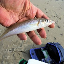 神崎海岸でキスの投げ釣り開幕