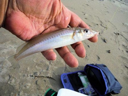 神崎海岸でキスの投げ釣り開幕