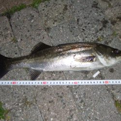 南芦屋浜　バチ抜けシーバス