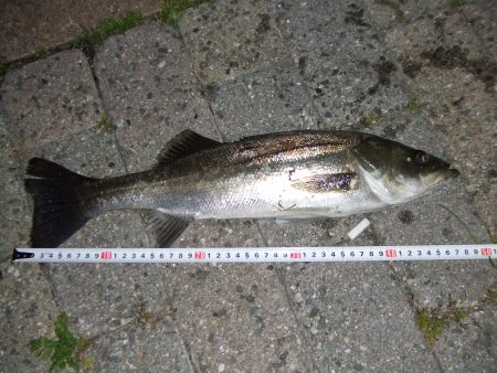 南芦屋浜　バチ抜けシーバス