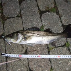 南芦屋浜　バチ抜けシーバスはカラーに偏食