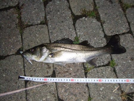 南芦屋浜　バチ抜けシーバスはカラーに偏食