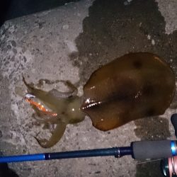 やっと釣れたー！