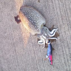 甲イカ狙いで@前島埠頭