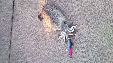 甲イカ狙いで@前島埠頭