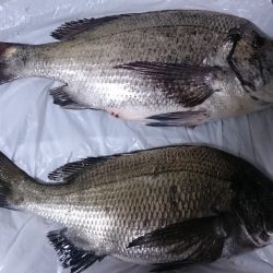 のっこみまではもう少し。