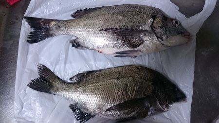 のっこみまではもう少し。