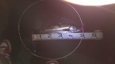 初のミノーでのシーバス