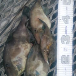 ダメダメでした…