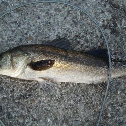 春シーバス釣行