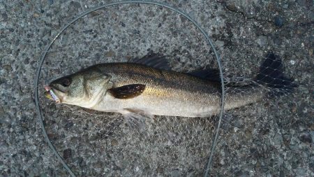 春シーバス釣行