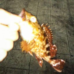 メバリングのつもりが