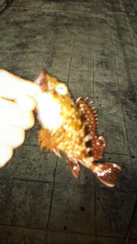 メバリングのつもりが