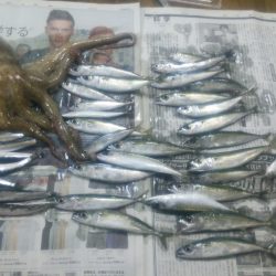 下津ピアーランドで飲ませ釣り