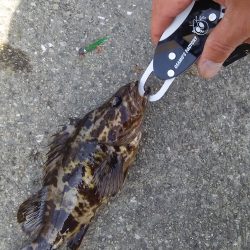 自作カブラにヒット連発