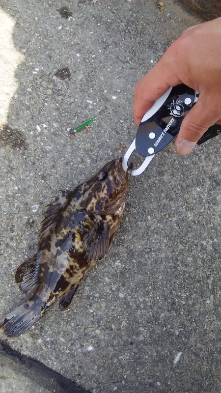 自作カブラにヒット連発