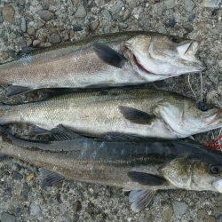 デイゲームシーバス炸裂