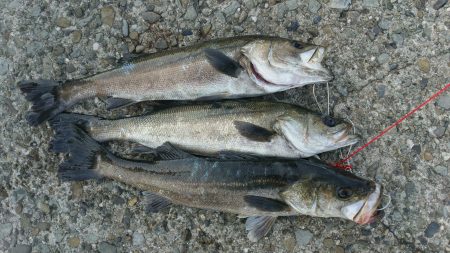 デイゲームシーバス炸裂