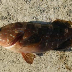 ロックフィシュ釣行