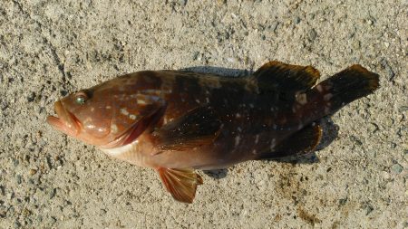 ロックフィシュ釣行