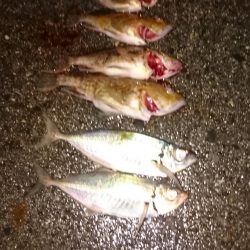 メバリングなんですが、、、