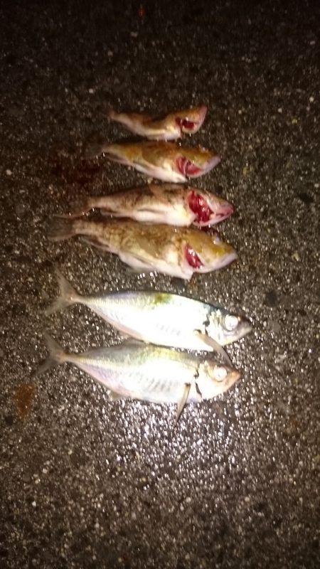 メバリングなんですが、、、