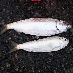 久しぶりのサビキ釣りです