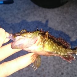 メバリングのはずですが