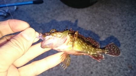 メバリングのはずですが