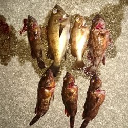 なんとかメバリングだよ