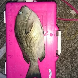 メバリングタックルにて