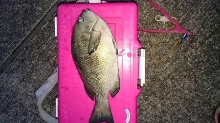 メバリングタックルにて